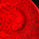 Esmalte Cerâmica Vermelho com Pintas Morango do Amor